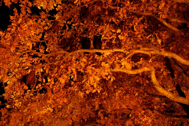 Display 2008