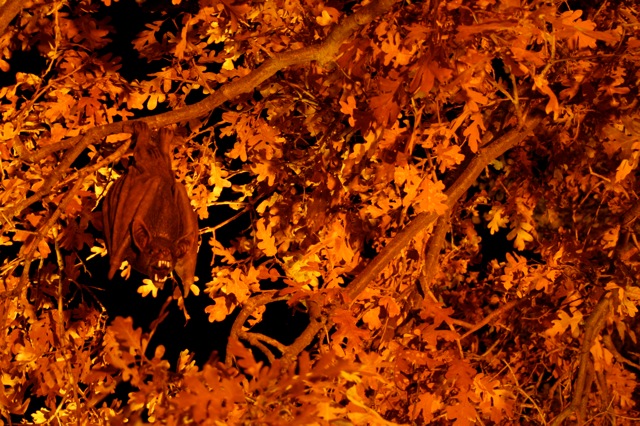 Display 2007
